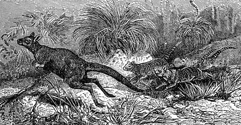 一群塔斯马尼亚虎(袋猴)猎杀袋鼠- 19世纪